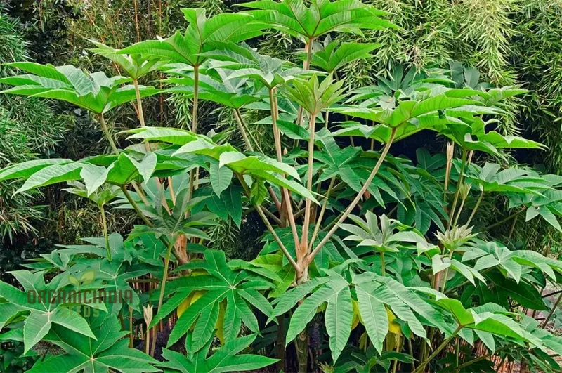 Tetrapanax Papyrifera or Rice Paper Plant seeds,Giant Plant Seeds