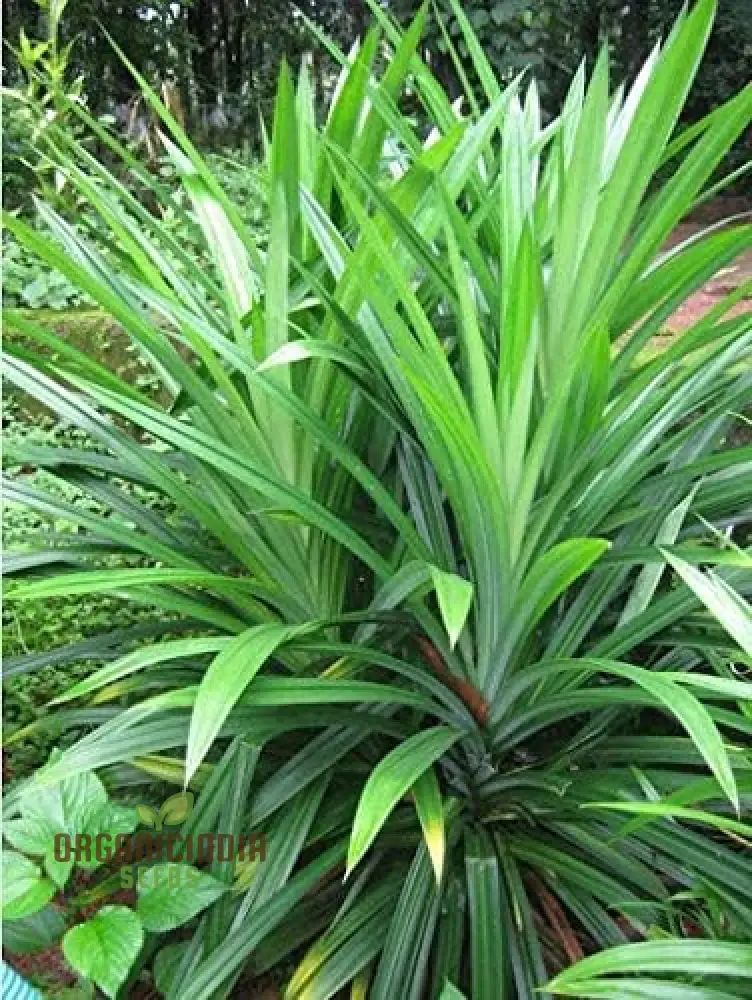 Fresh Pandan Seeds,Pandanus Amaryllifolius, Seeds from Vietnam for Culinary Use