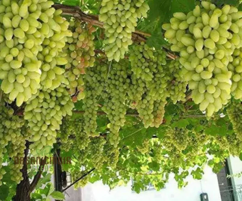 Green Grape Fruit Seeds for Planting, Cultivate Your Garden with Exotic Fruit Seeds