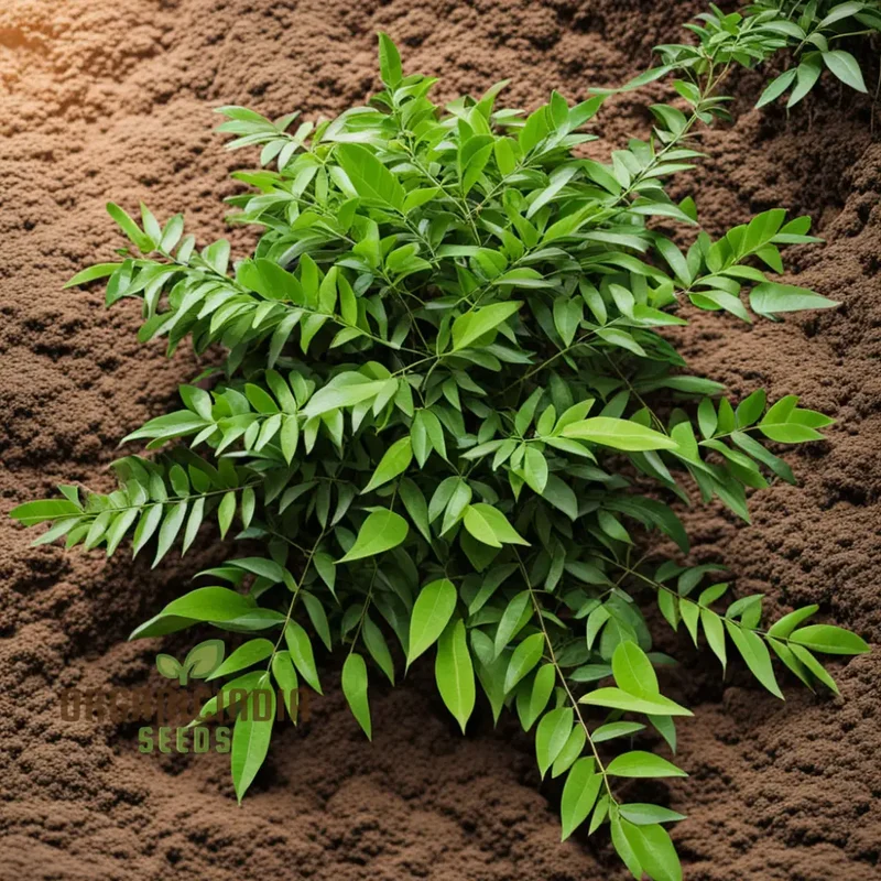Curry Leaf Seeds – Exotic Murraya Koenigii Non-GMO Seeds for Planting