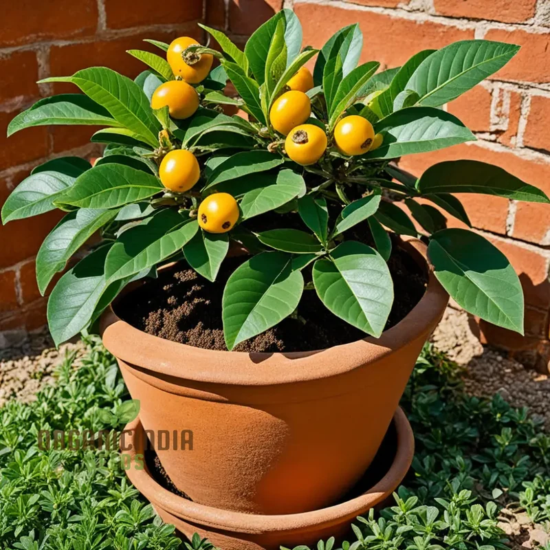 Royal Paradise Garden Rare Loquat Fruit Tropical Exotic Seedling Live Plant