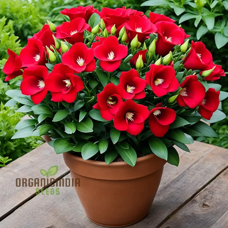 Premium Red Lisianthus Flower Seeds for Planting