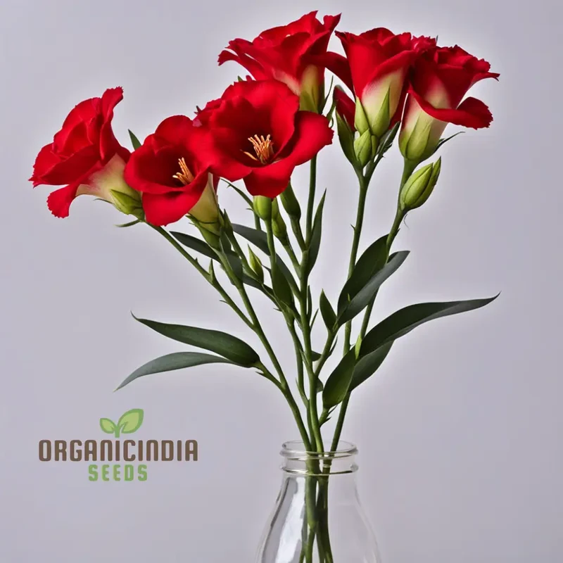 Premium Red Lisianthus Flower Seeds for Planting