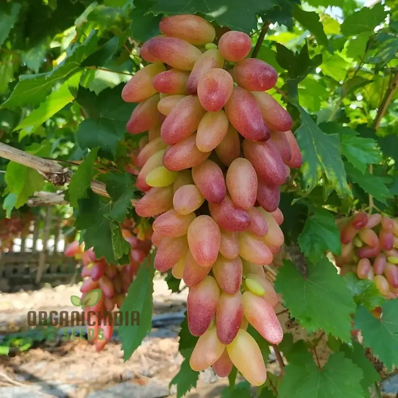 Fruitful Fingers and Flourishing Gardens with Manicure Finger Grape Seeds For Planting