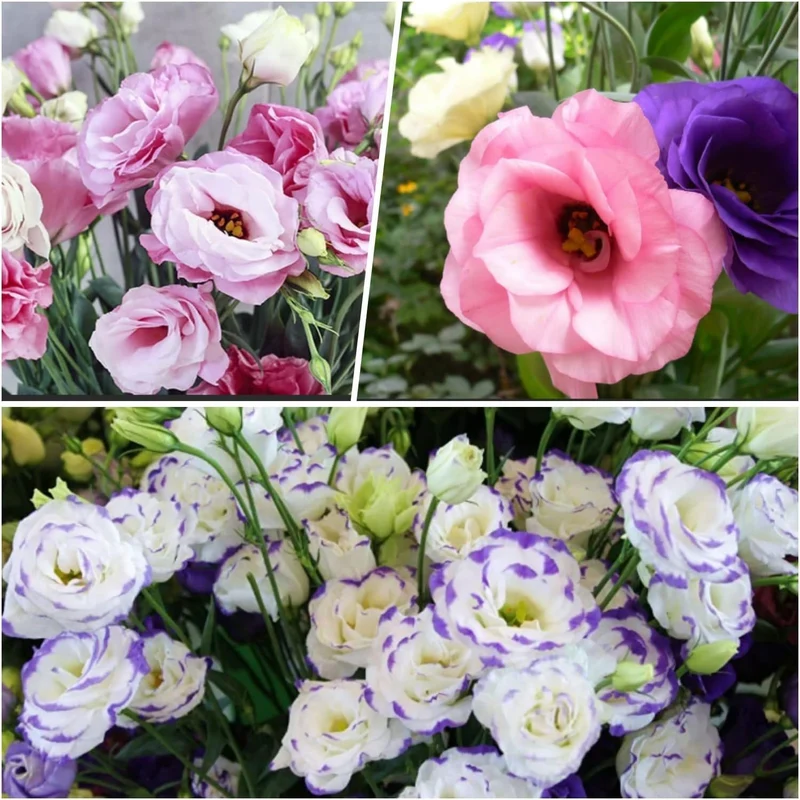 Lisianthus Flower Seeds for Planting, White, Purple Flower Seeds Mix Flower Seeds