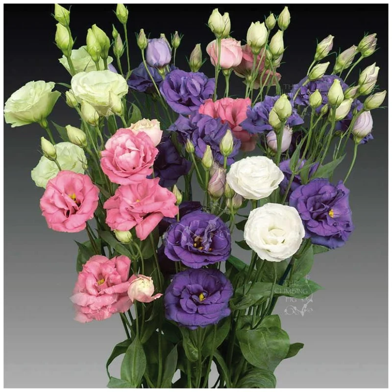 Lisianthus Flower Seeds for Planting, White, Purple Flower Seeds Mix Flower Seeds