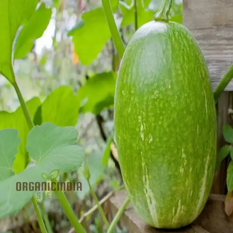 Organic Chilacayote Vegetable Seeds For Planting, Grow Your Gardening Fields Naturally with Premium Quality Seeds