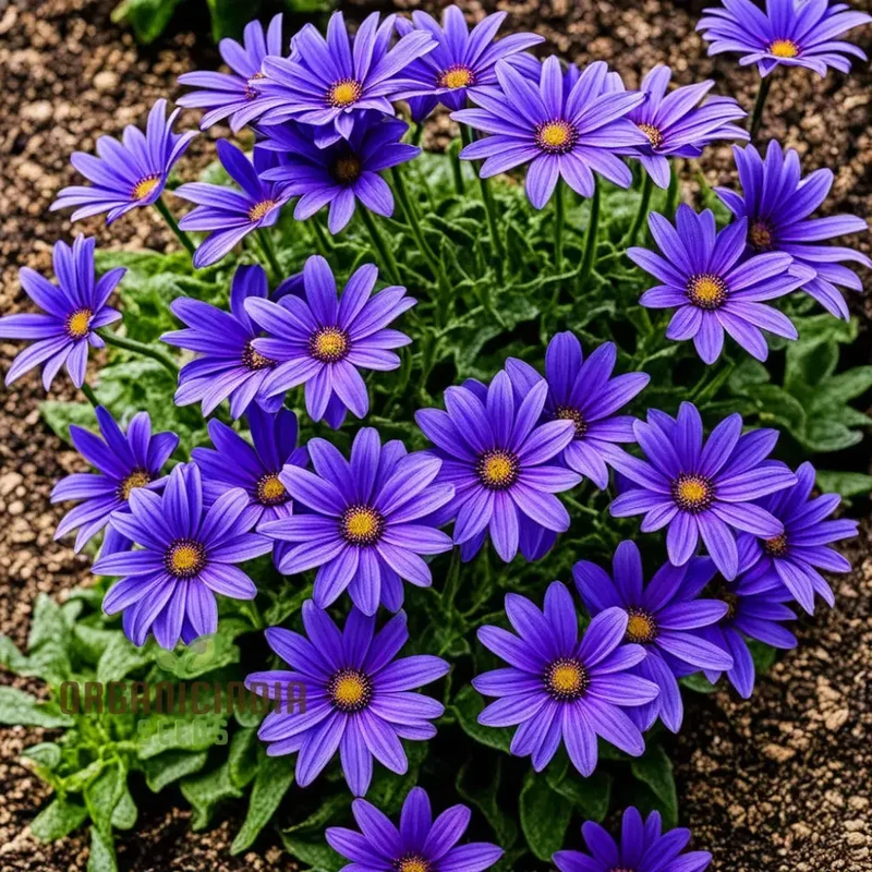 Vibrant Senetti Pericallis Flower Seeds, Start Your Colorful Garden Today