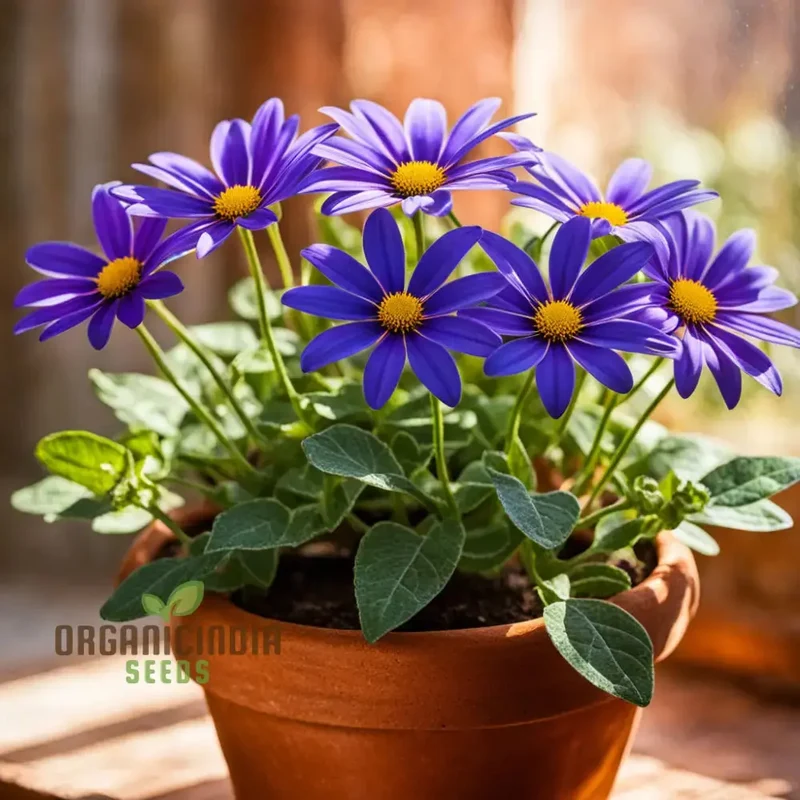 Vibrant Senetti Pericallis Flower Seeds, Start Your Colorful Garden Today
