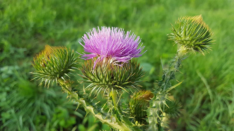 Nickende Distel (Carduus nutans)