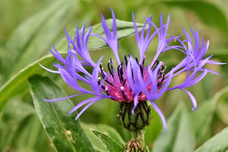 Berg-Flockenblume (Centaurea montana)