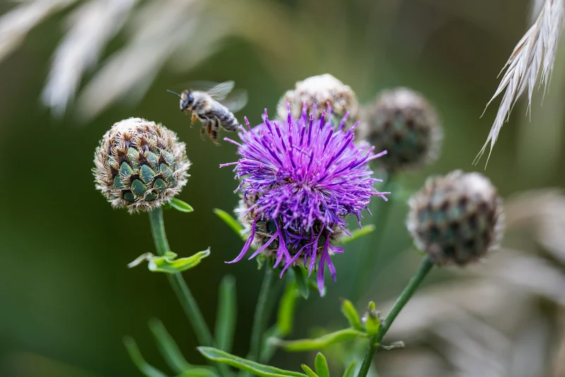 Skabiosen-Flockenblume (Centaurea scabiosa)