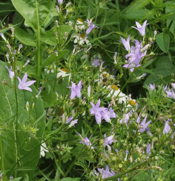 Rapunzel-Glockenblume (Campanula rapunculus)