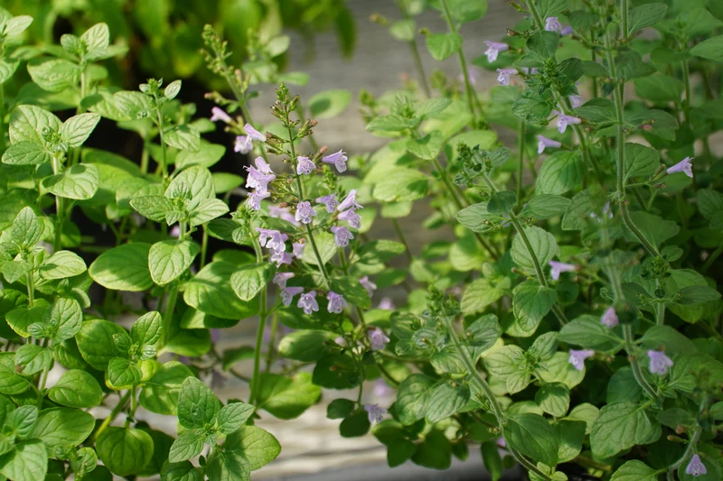 Kleinblütige Bergminze, Steinquendel (Calamintha nepeta)