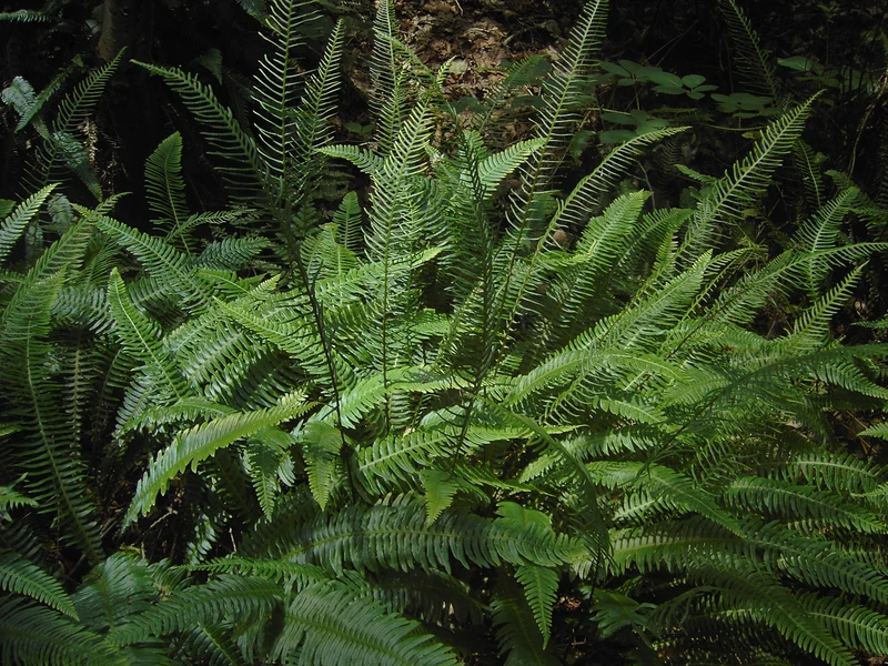 Rippen-Farn (Blechnum spicant)