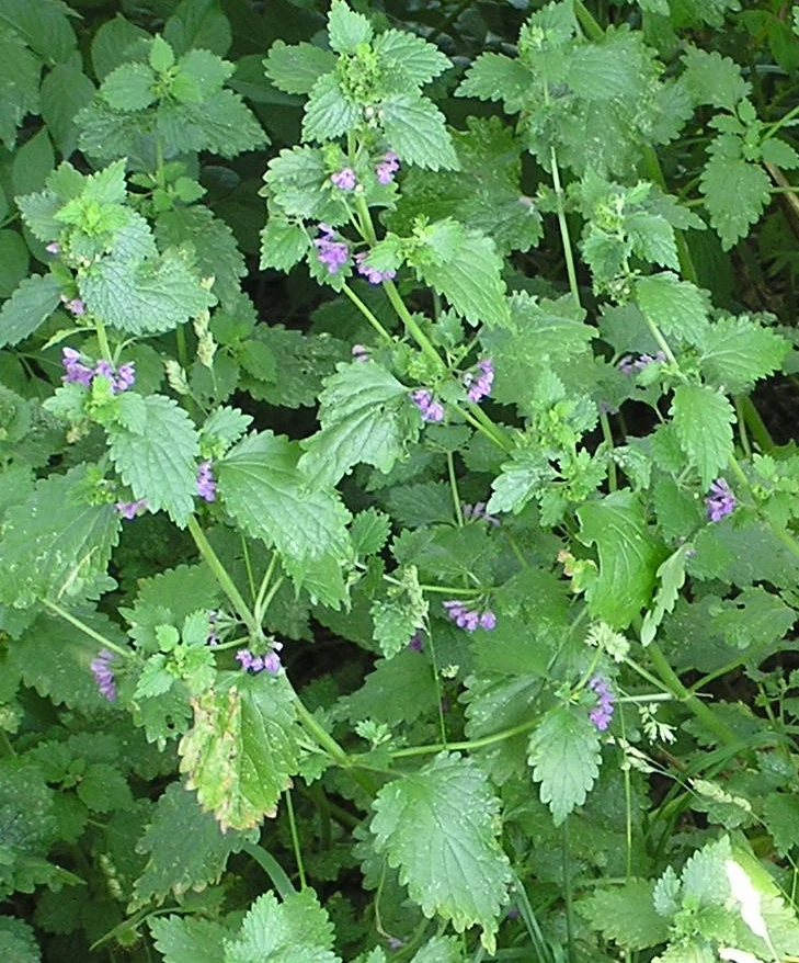 Schwarznessel (Ballota nigra)