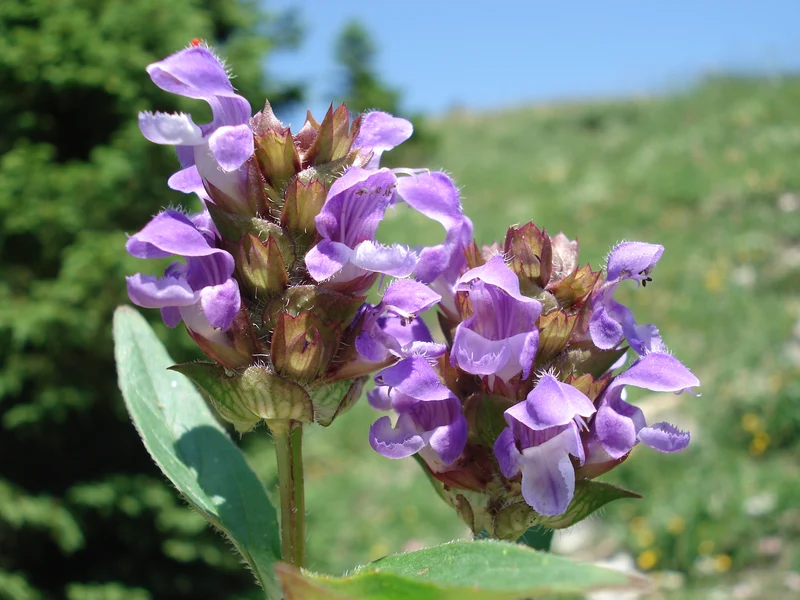 Großblütige Braunelle (Prunella grandiflora)