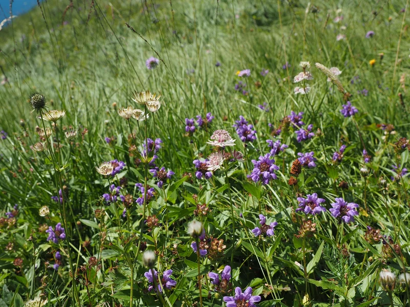 Großblütige Braunelle (Prunella grandiflora)