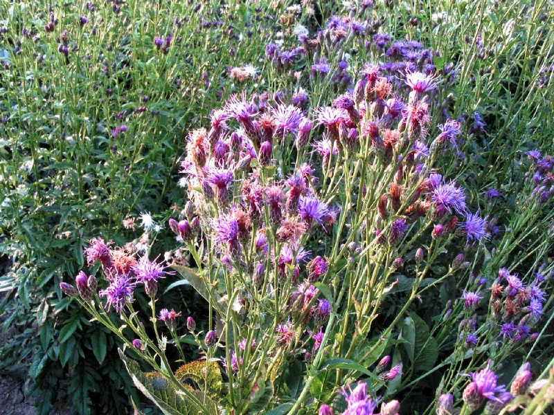 Färber-Scharte (Serratula tinctoria)