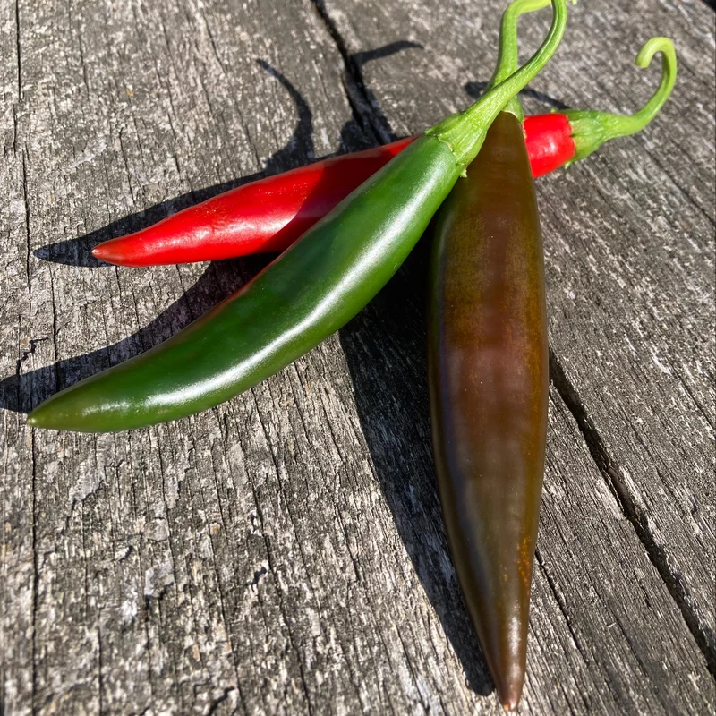 Chili "Guajilo"