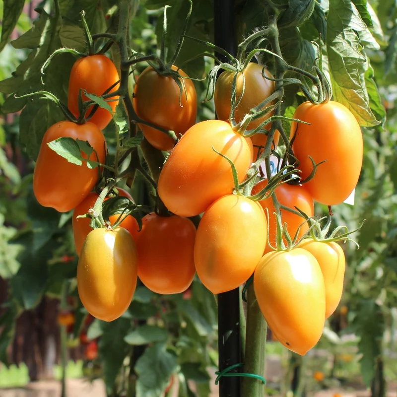 Orange Banana Bio-Tomatensamen