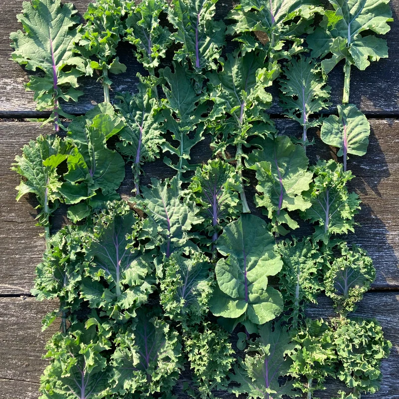 Blattkohl "Rapini Rapidi" (Grex / Population)