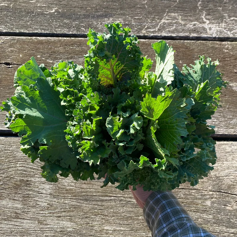 Blattkohl "Rapini Rapidi" (Grex / Population)