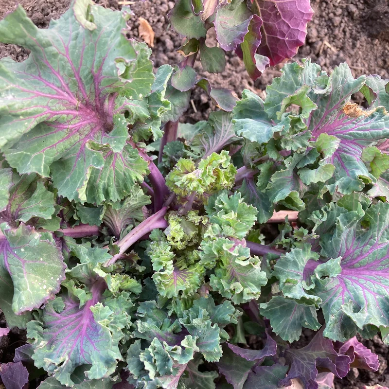 Blattkohl "Rapini Rapidi" (Grex / Population)