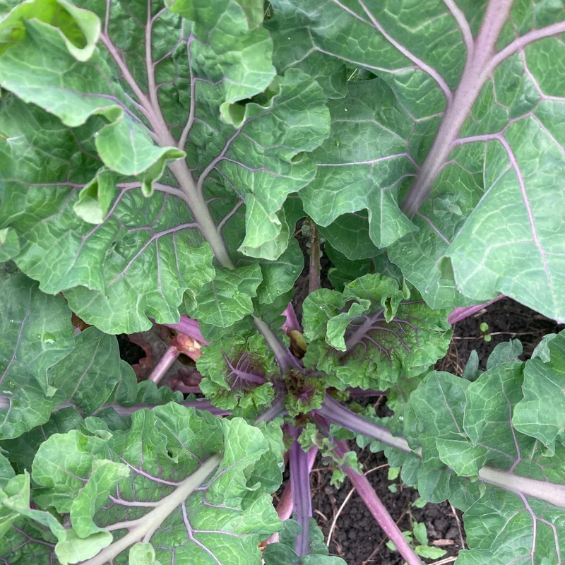 Blattkohl "Rapini Rapidi" (Grex / Population)