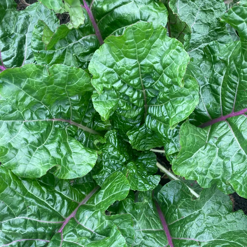 Blattkohl "Rapini Rapidi" (Grex / Population)