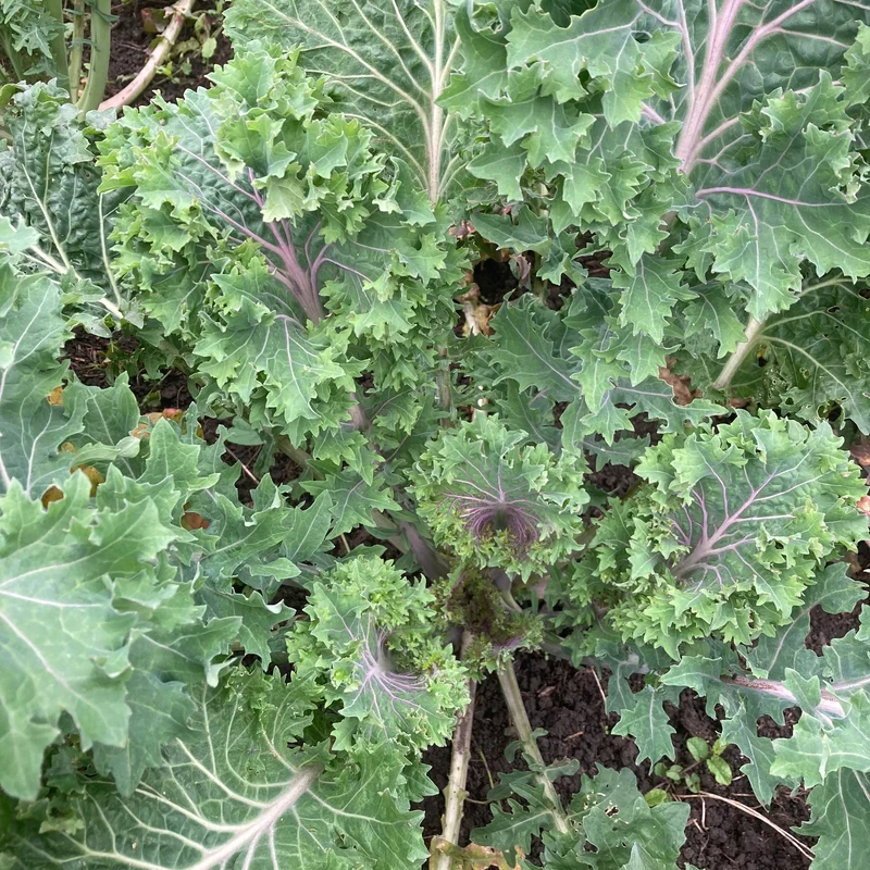 Blattkohl "Rapini Rapidi" (Grex / Population)
