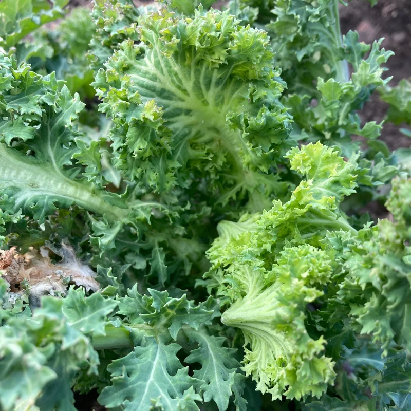 Blattkohl "Rapini Rapidi" (Grex / Population)