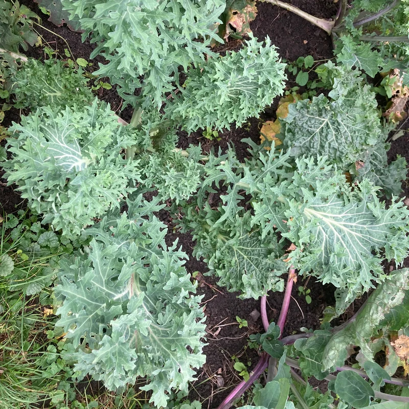 Blattkohl "Rapini Rapidi" (Grex / Population)
