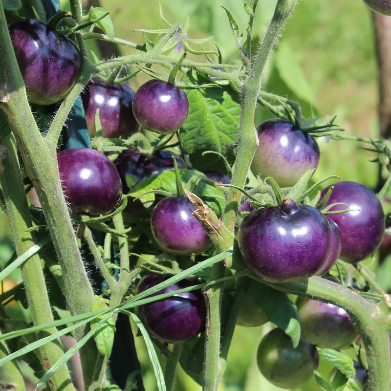 Bosque Blue Bio-Tomatensamen