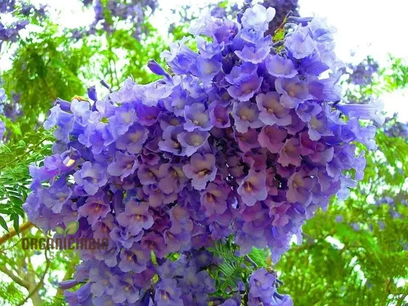 Blue Jacaranda Tree Seeds, Plant Your Pathway to Stunning Blue Blooms