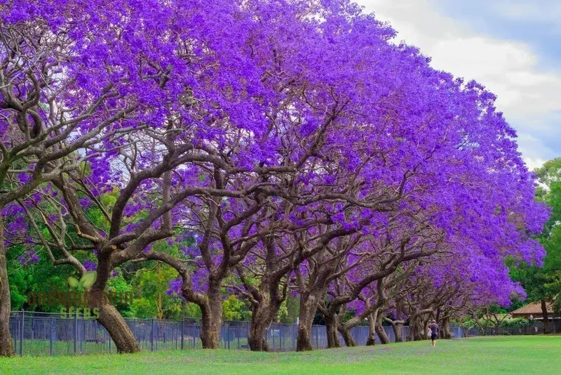 Blue Jacaranda Tree Seeds, Plant Your Pathway to Stunning Blue Blooms