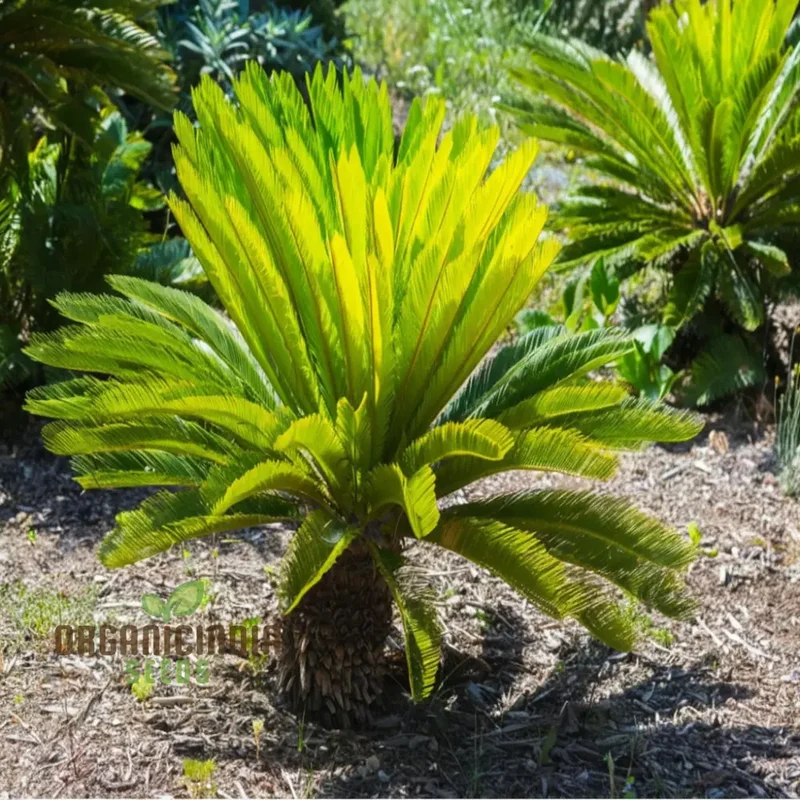 Cycads Tree Seeds for Planting – Tropical Evergreen Foliage, Exotic Palm-Like Growth, Premium Quality Seeds