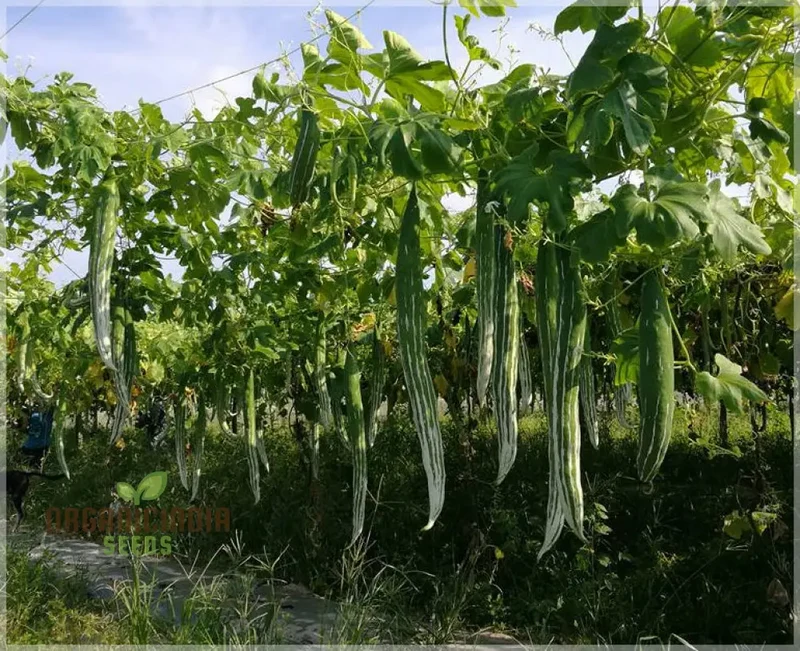 Green Snake Gourd Vegetable Seeds For Planting, Grow Exotic Green Snake Gourd, Fresh Vegetable Seeds for Your Garden