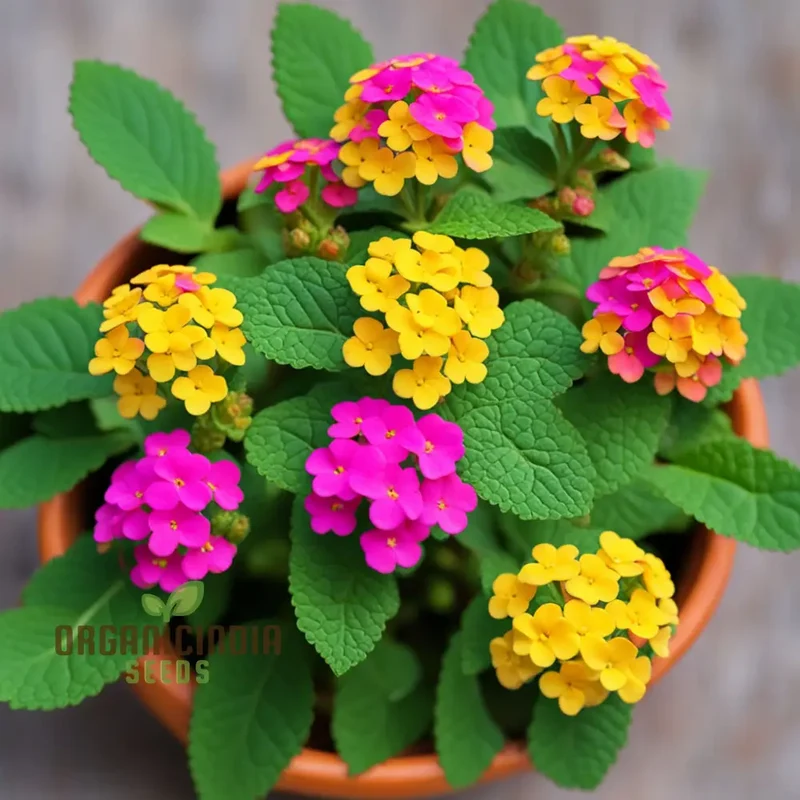 Yellow-Pink-Orange Lantana Flower Seeds For Planting Elevate Your Gardening with a Burst of Color and Beauty