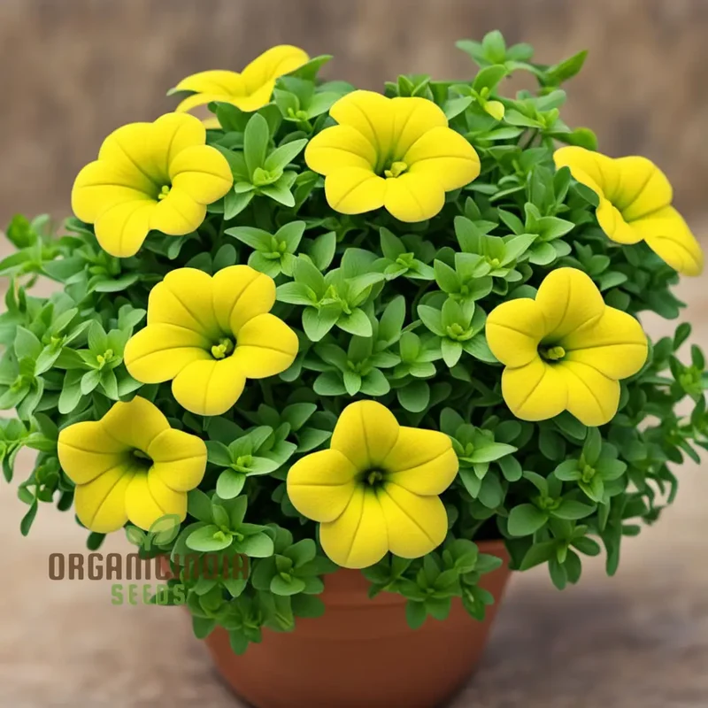 Yellow Calibrachoa Flower Seeds – Radiant Blooms for Garden Planting
