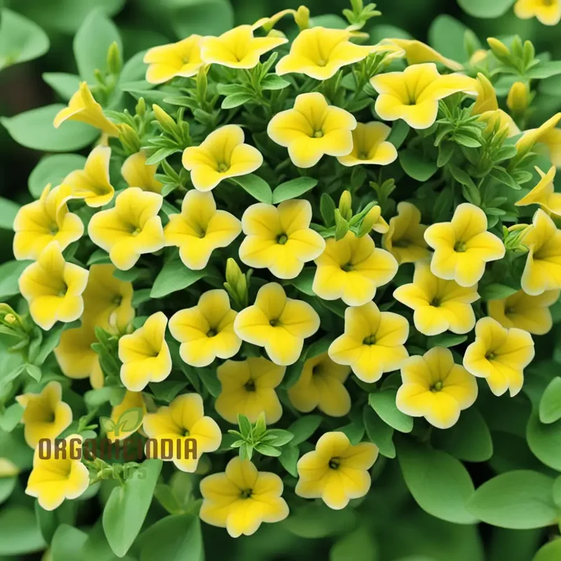 Yellow Calibrachoa Flower Seeds – Radiant Blooms for Garden Planting