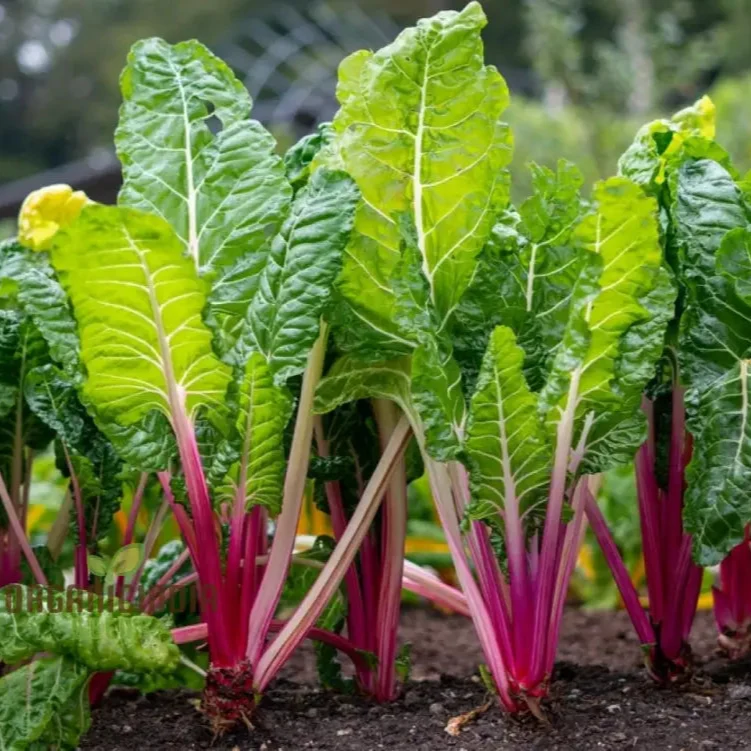 Enhance Your Garden with New Fresh Rainbow Chard Vegetable Seeds For Planting - Grow a Vibrant and Colorful Harvest