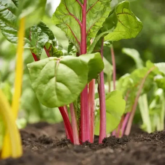 Enhance Your Garden with New Fresh Rainbow Chard Vegetable Seeds For Planting - Grow a Vibrant and Colorful Harvest