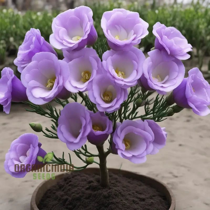 Lisianthus Flower Seeds – Eustoma Grandiflorum Seeds for Garden Planting
