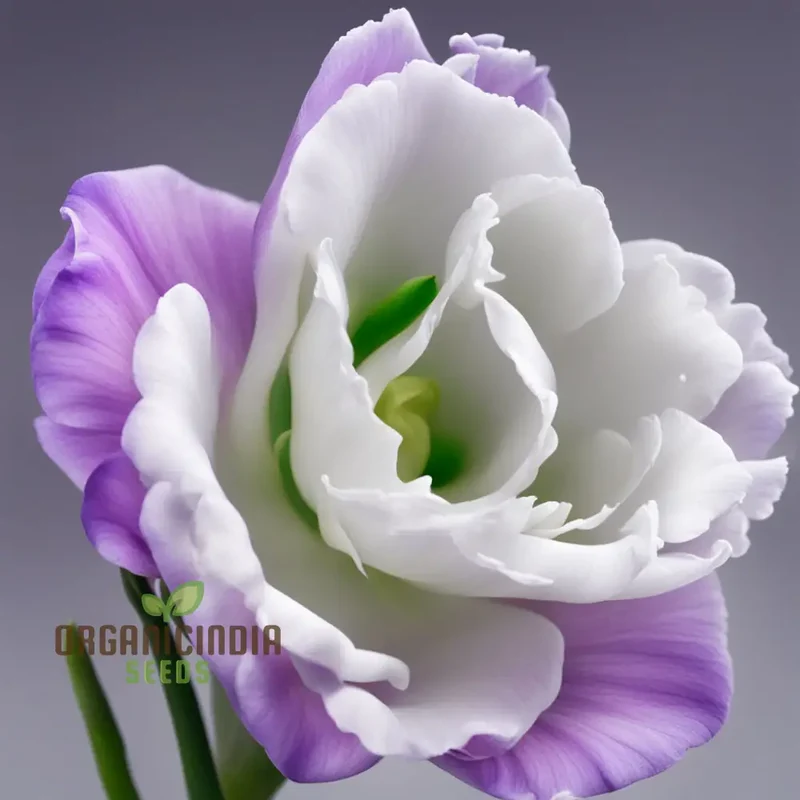 Lisianthus Flower Seeds – Eustoma Grandiflorum Seeds for Garden Planting