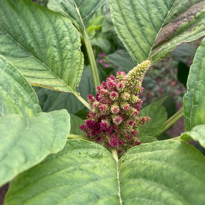 Amaranth (Grex / Population)