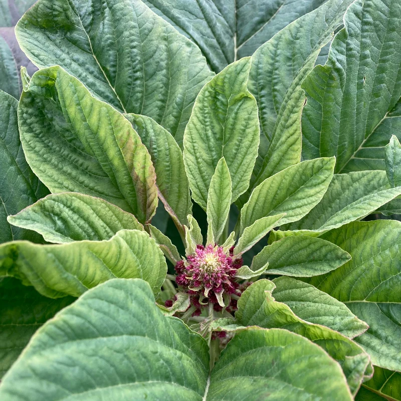 Amaranth (Grex / Population)