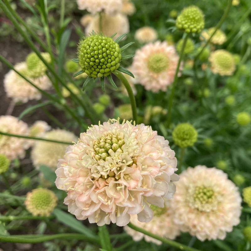 Gartenscabiose "Fata Morgana"