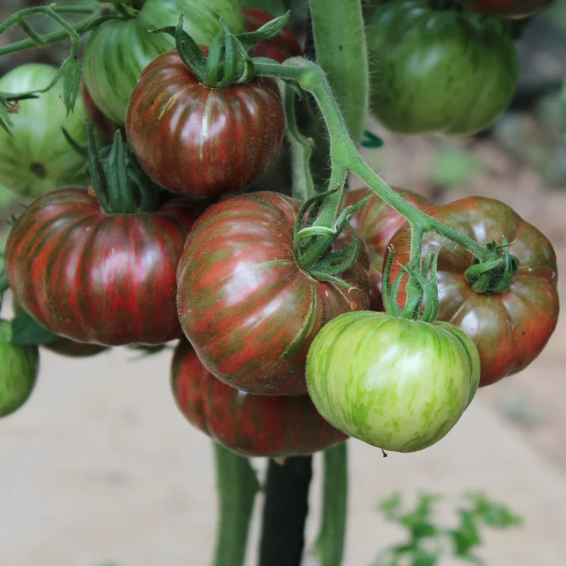 Chocolate Stripes Bio-Tomatensamen