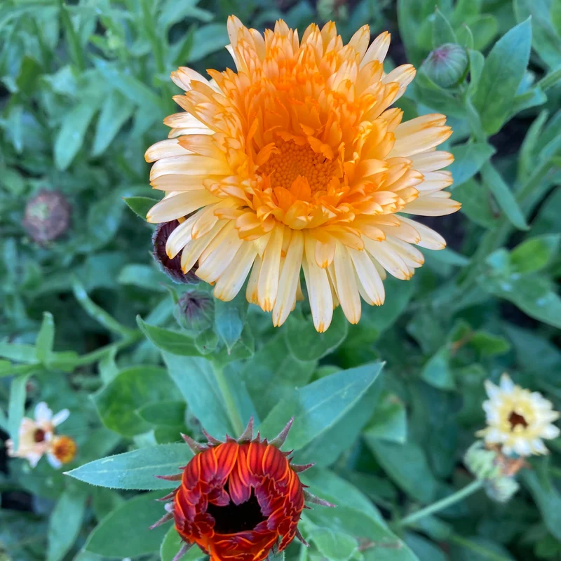 Ringelblume (Grex / Population)